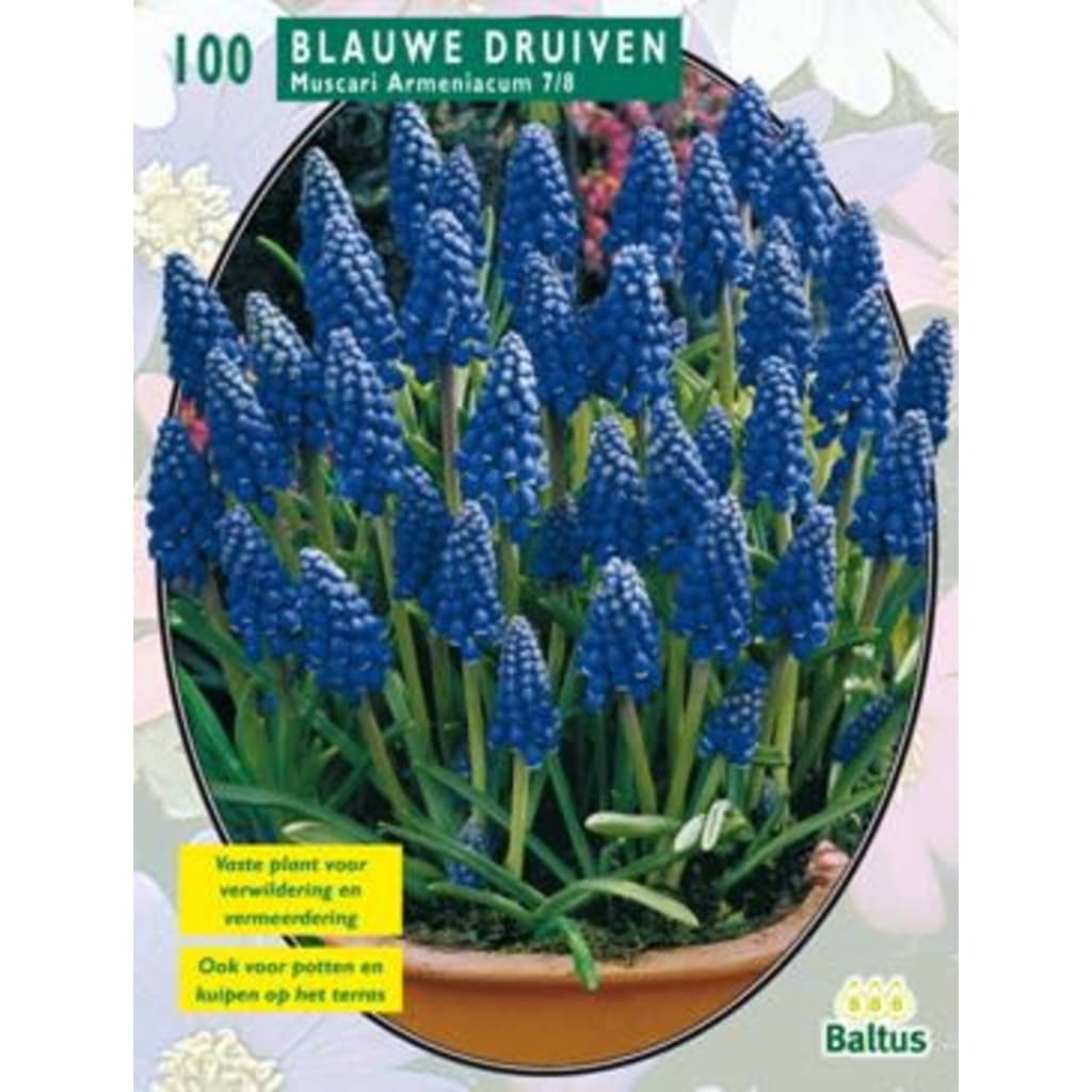 Afbeelding Baltus 2 stuks Muscari Armeniacum, Blauw per 100 door Vidaxl.nl