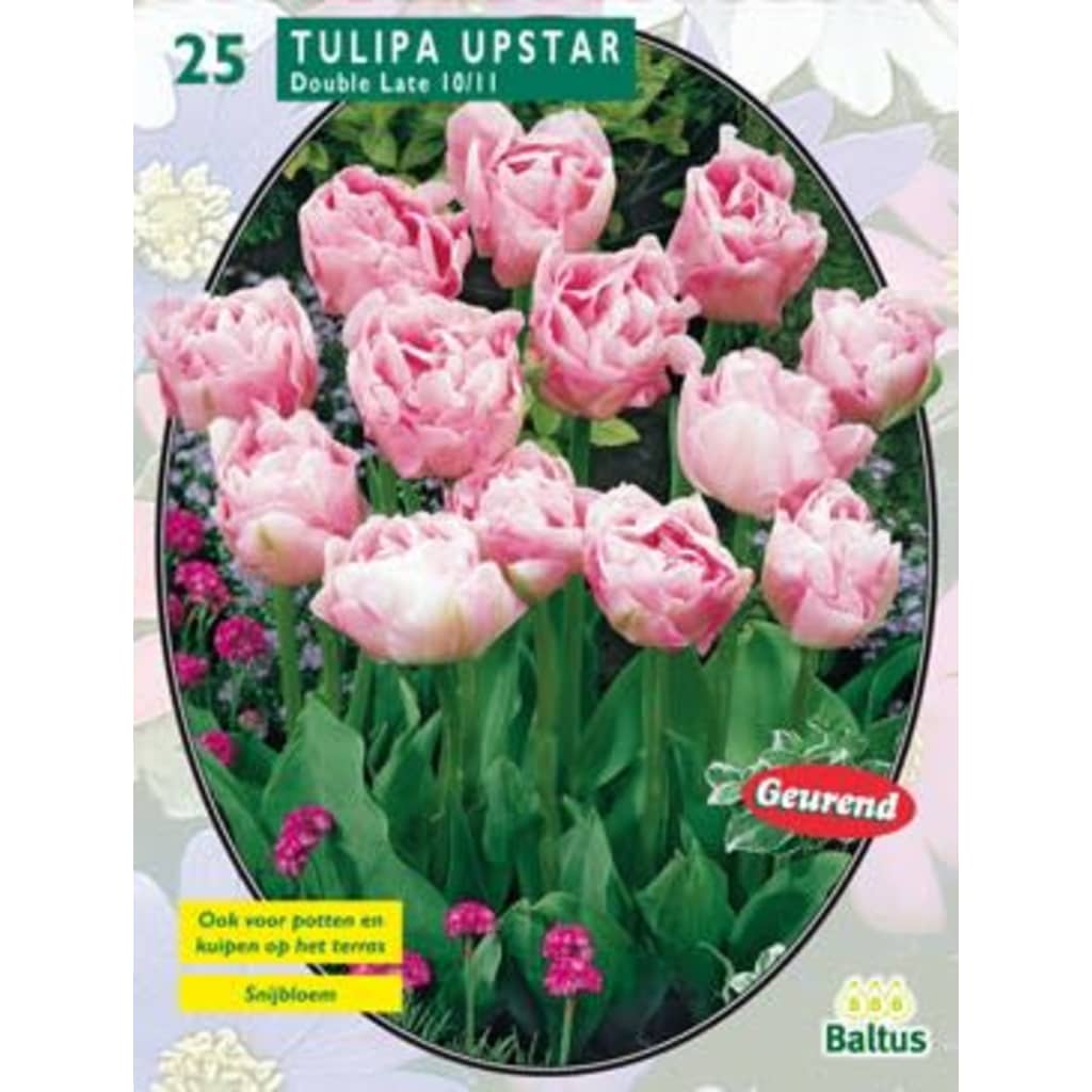 Afbeelding Baltus 2 stuks Tulipa Dubbel Laat Upstar per 25 door Vidaxl.nl