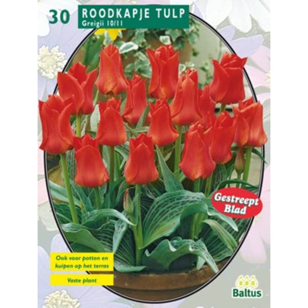 Afbeelding Baltus 2 stuks Tulipa Roodkapje, Greigii per 30 door Vidaxl.nl