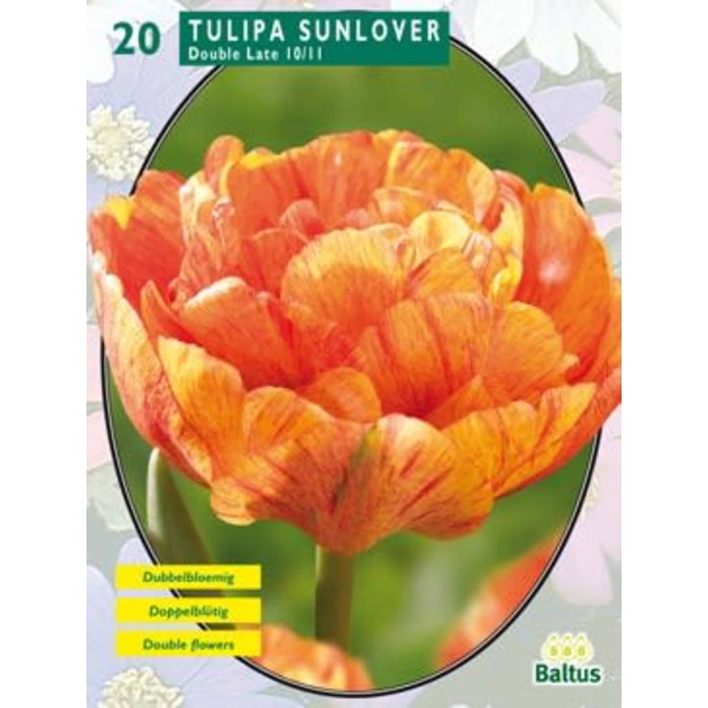 Baltus 2 stuks Tulipa Dubbel Laat Sunlover per 20