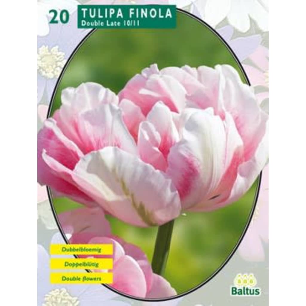 Afbeelding Baltus 2 stuks Tulipa Dubbel Laat Finola per 20 door Vidaxl.nl