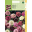 Hortitops 2 Stuks Scabiosa Atropurpurea Gem hortitops kopen in de aanbieding