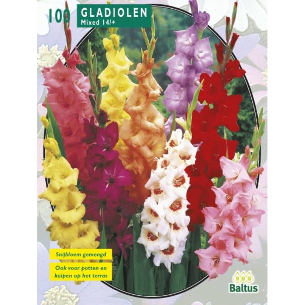 Baltus 2 stuks Gladiolus Gemengd per 100