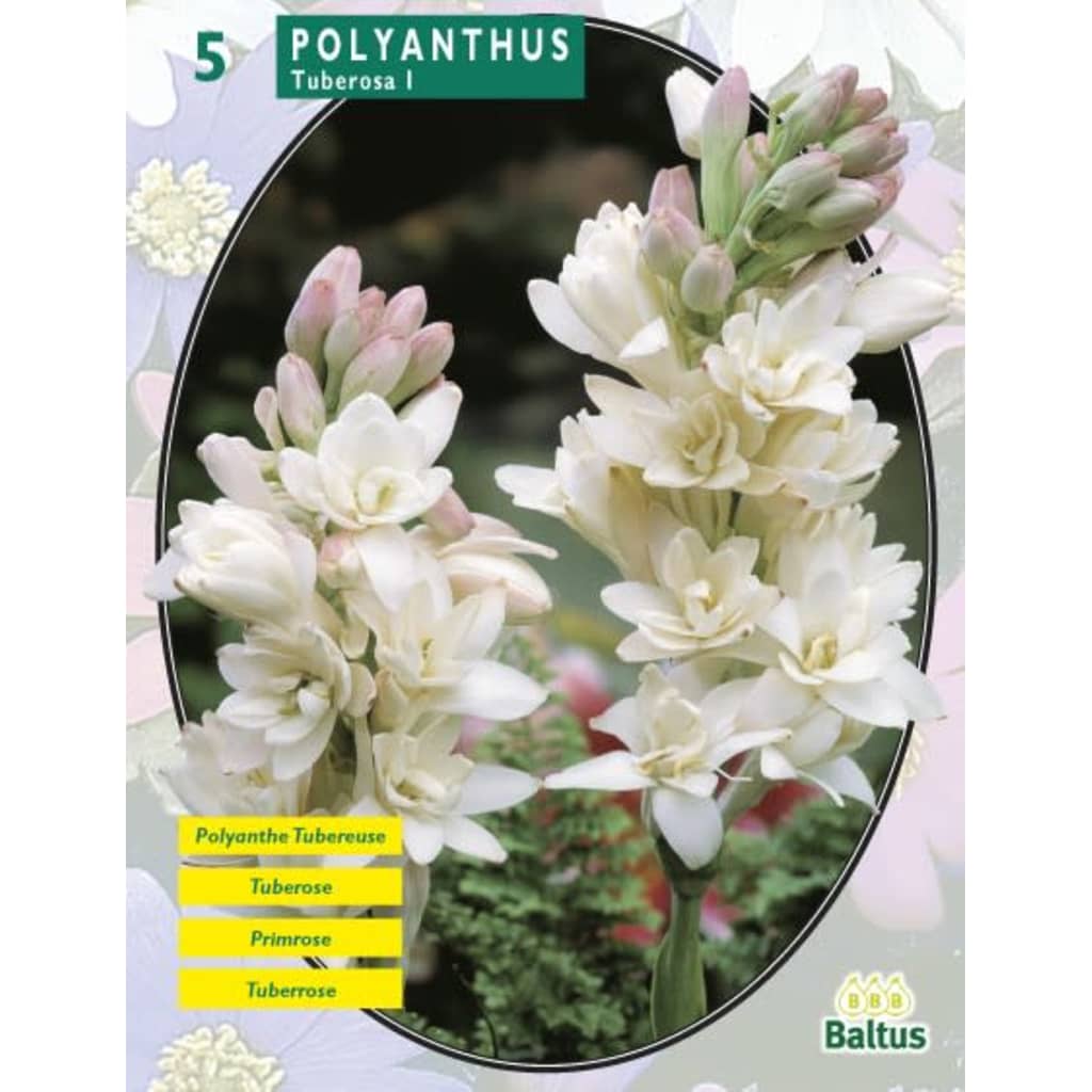 Baltus 2 stuks Zomer Bloembollen Polyanthus Tuberosa per 5