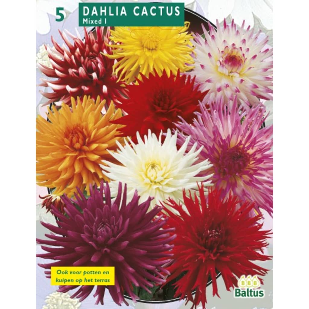 Baltus 2 stuks Zomer Bloembollen Dahlia Cactus Mixed per 3