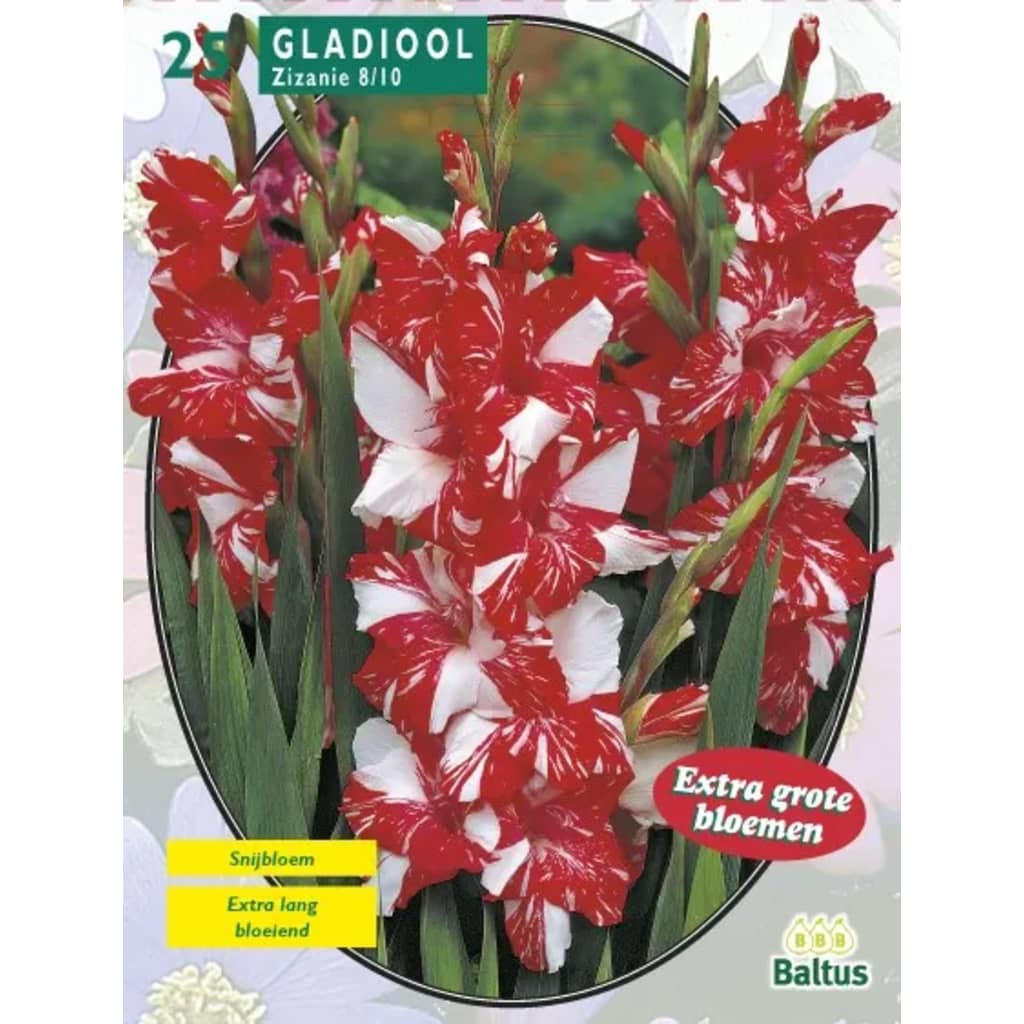 Baltus 2 stuks Zomer Bloembollen Gladiolus Zizanie per 25