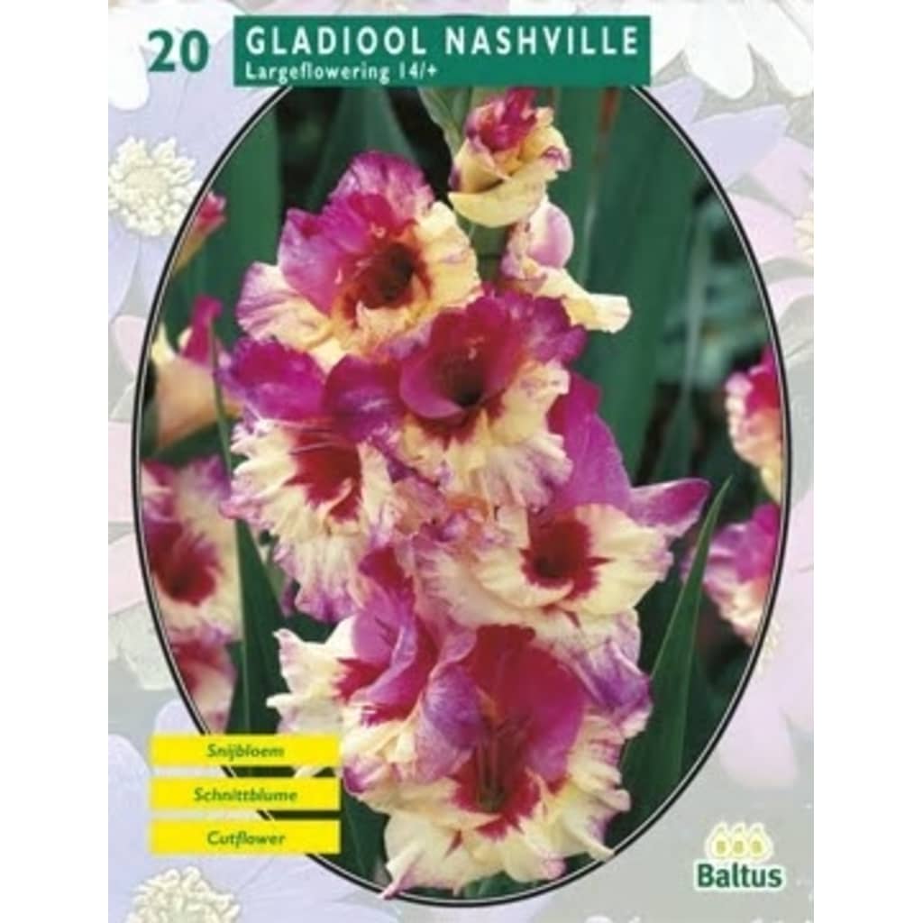 Baltus 2 stuks Zomer Bloembollen Gladiolus Nashville per 20