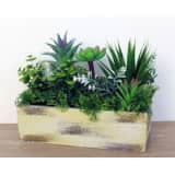 2 stuks Plantjes in bak Isa groen
