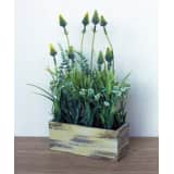 2 stuks Plantjes in bak Liv geel