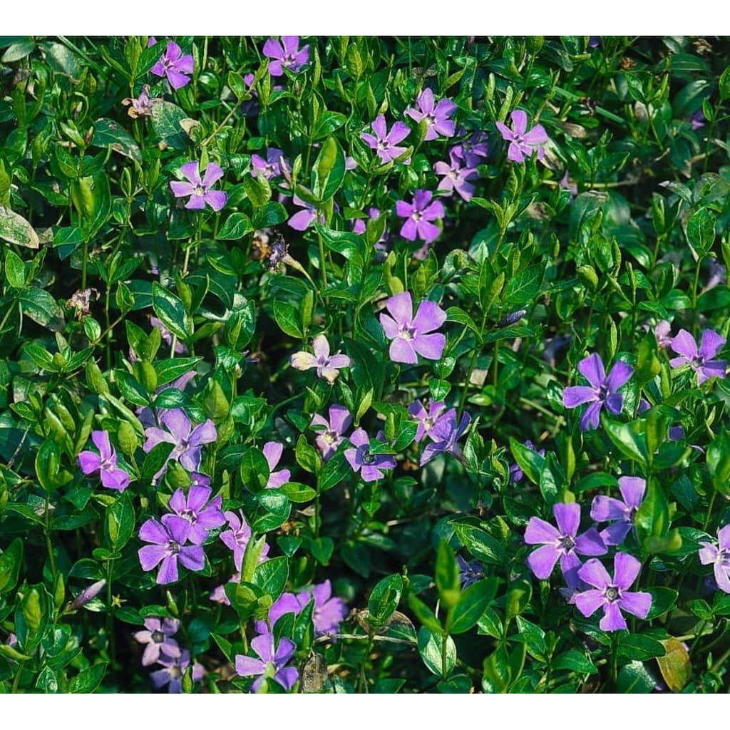 Afbeelding Samplant 5 stuks Vinca minor door Vidaxl.nl