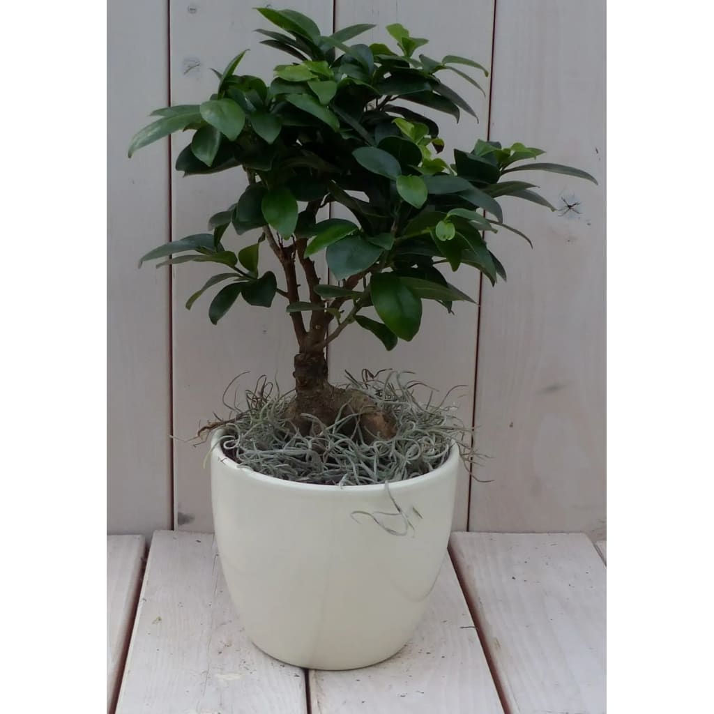 Bonsai Ficus microcarpa creme pot 30 cm