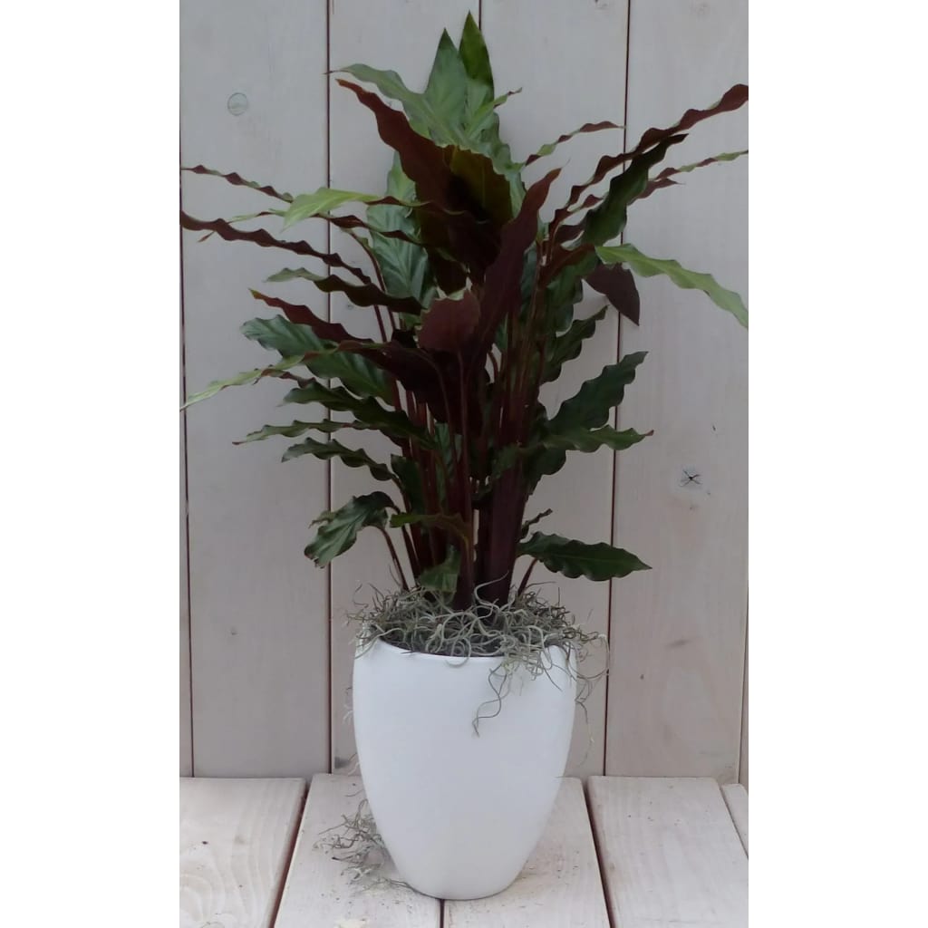 Calathea rood blad witte hoge pot 50 cm