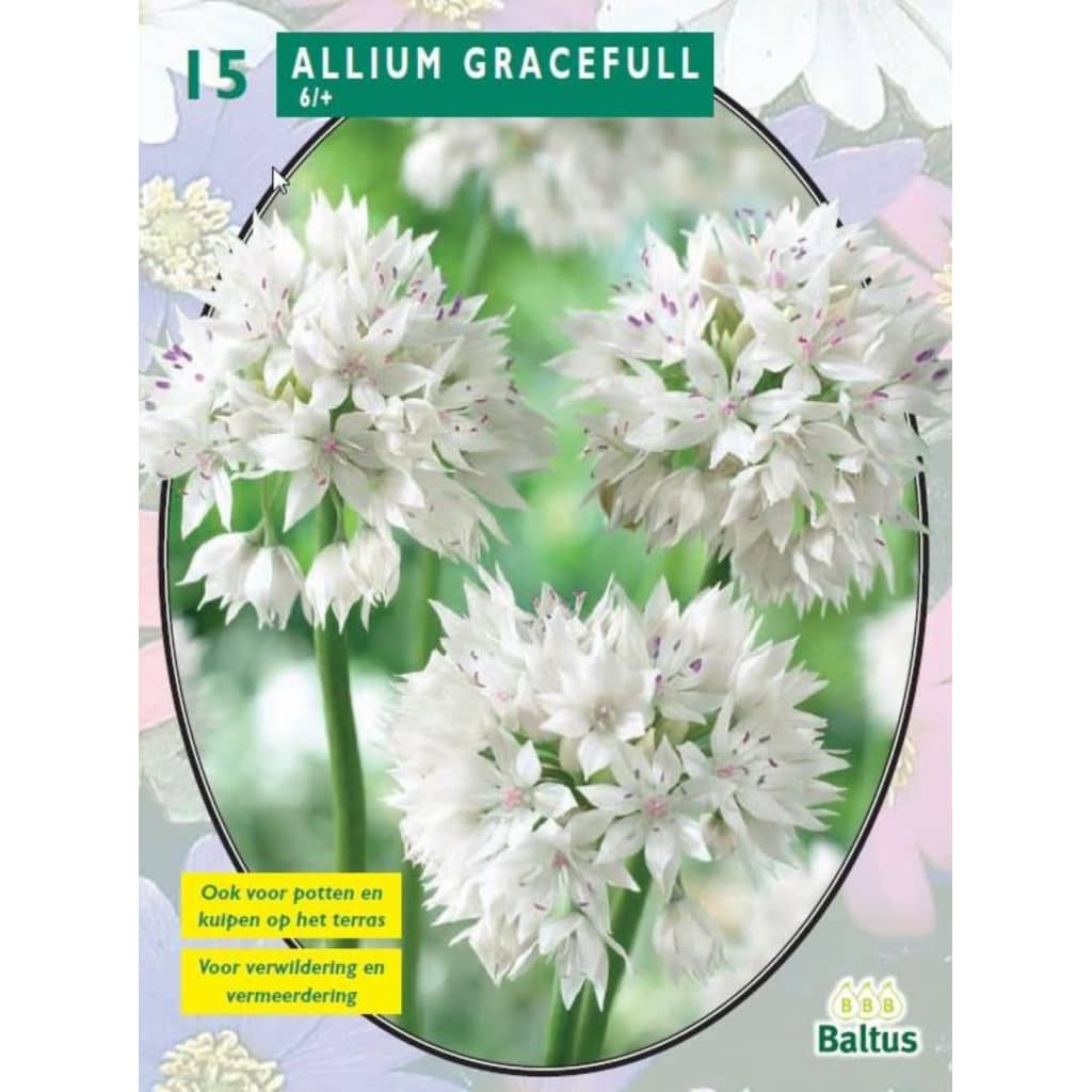 Afbeelding Baltus 2 stuks Allium Gracefull per 15 door Vidaxl.nl
