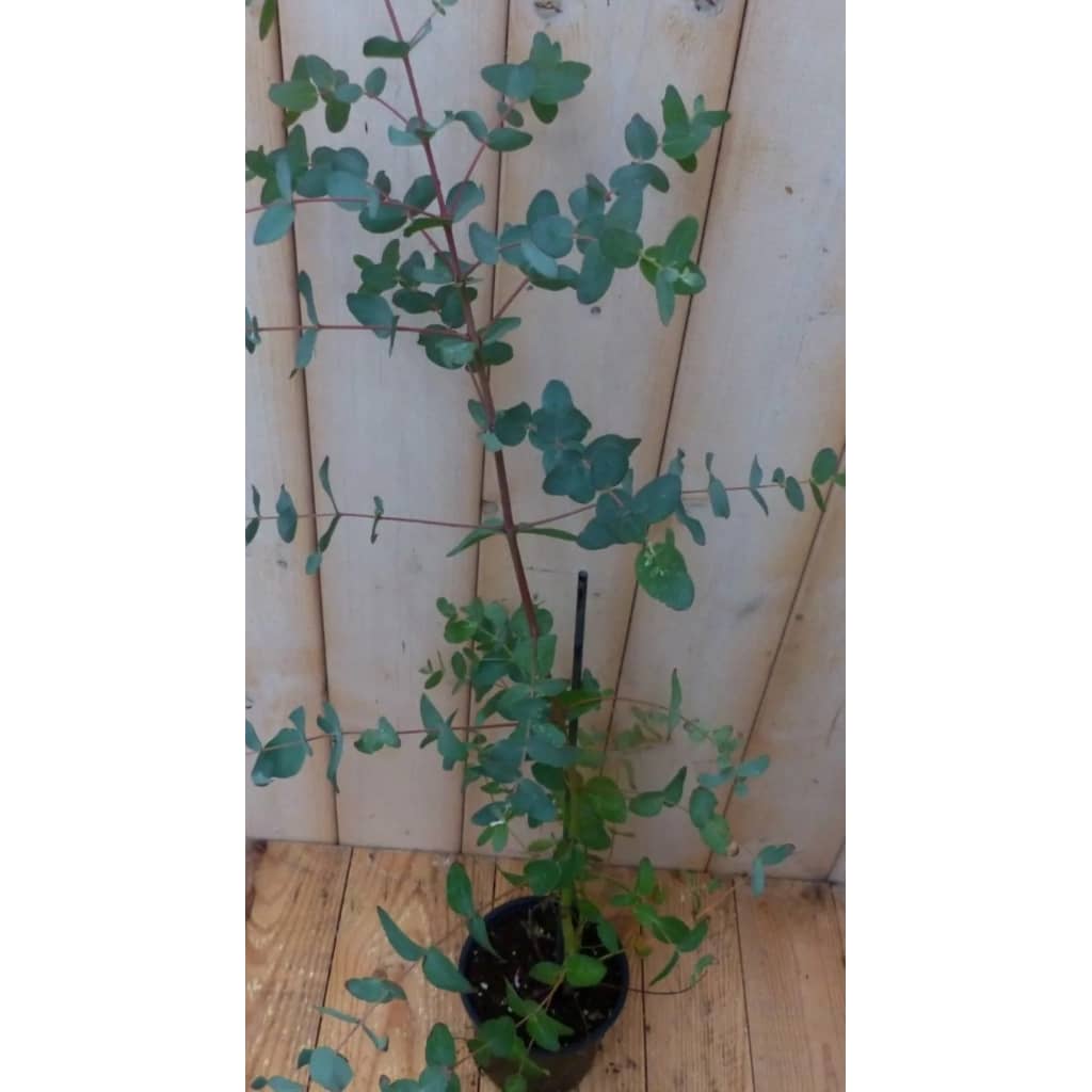 Warentuin Natuurlijk 2 Stuks Gomboom Eucalyptus huismerk kopen in de aanbieding