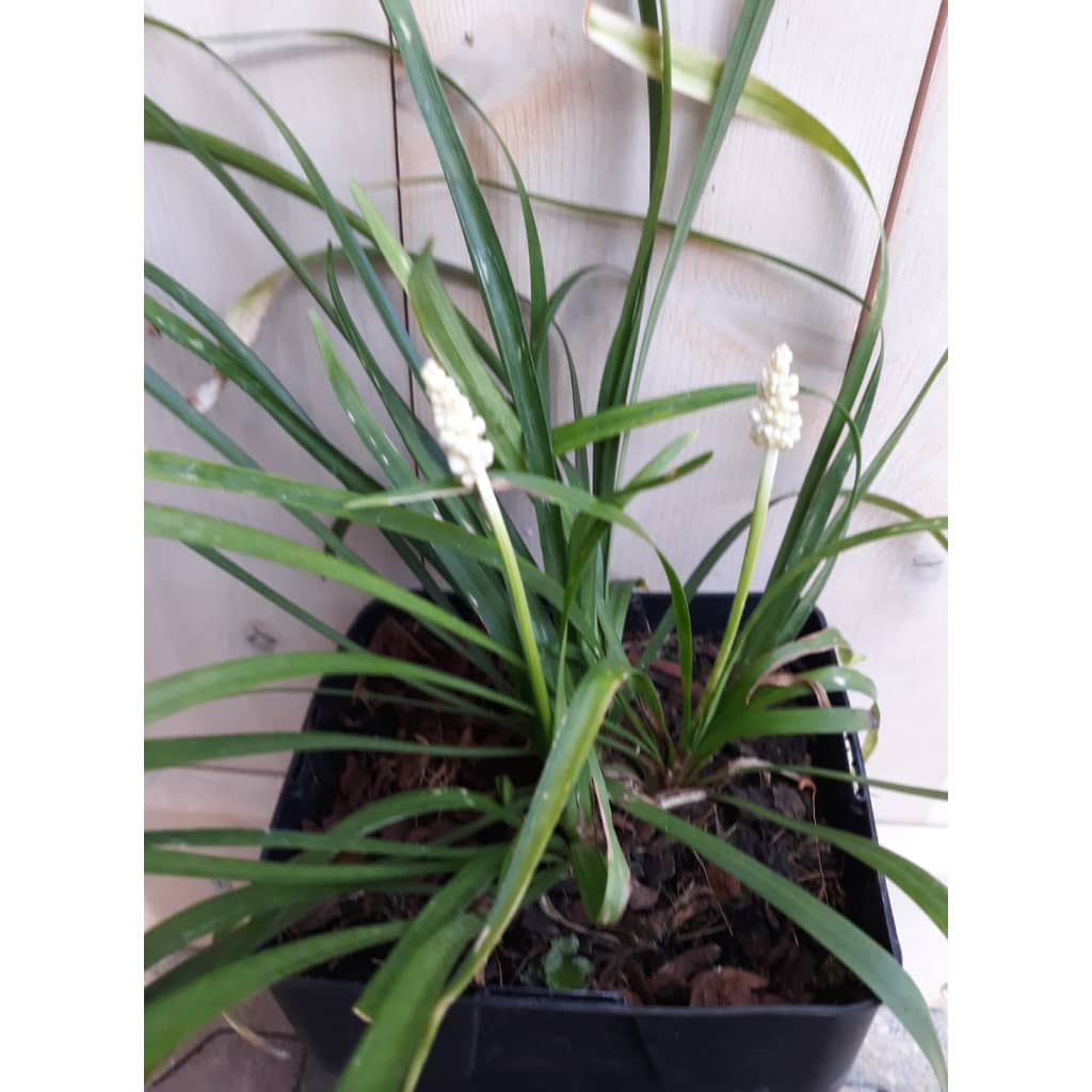 Warentuin Natuurlijk 2 Stuks Leliegras Wit huismerk kopen in de aanbieding