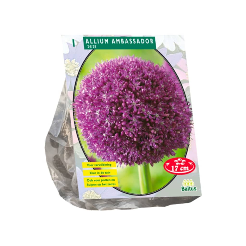 Afbeelding Baltus 2 stuks Allium Ambassador per 1 door Vidaxl.nl