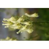 5 stuks Aconitum lamarckii