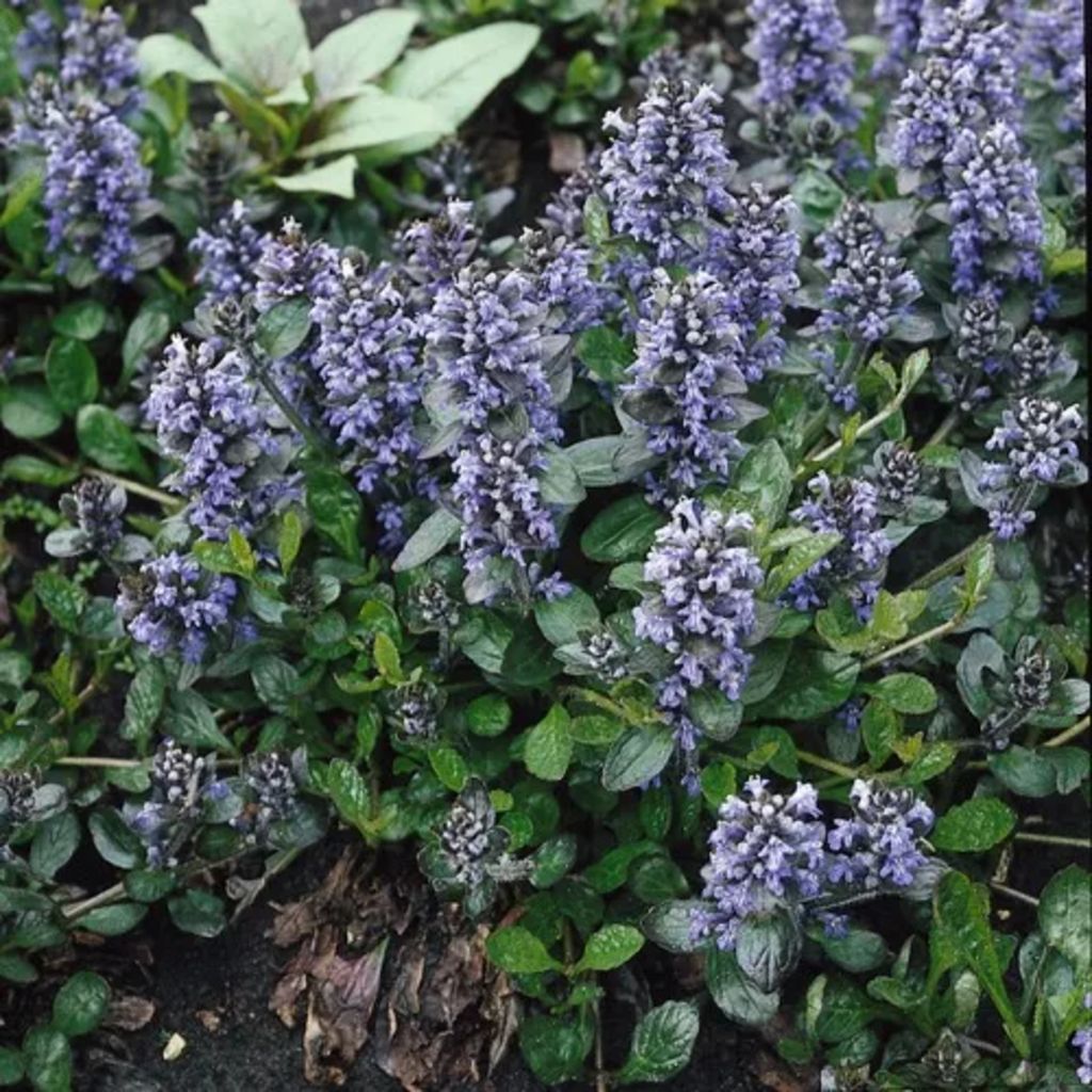 Samplant 5 stuks Ajuga reptans