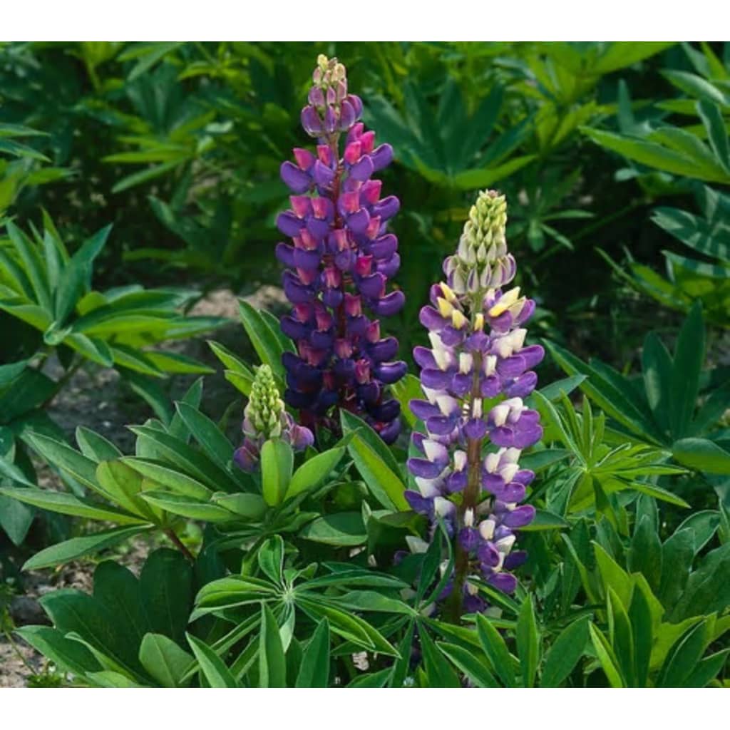 Samplant 5 stuks Lupinus Gallery Blue