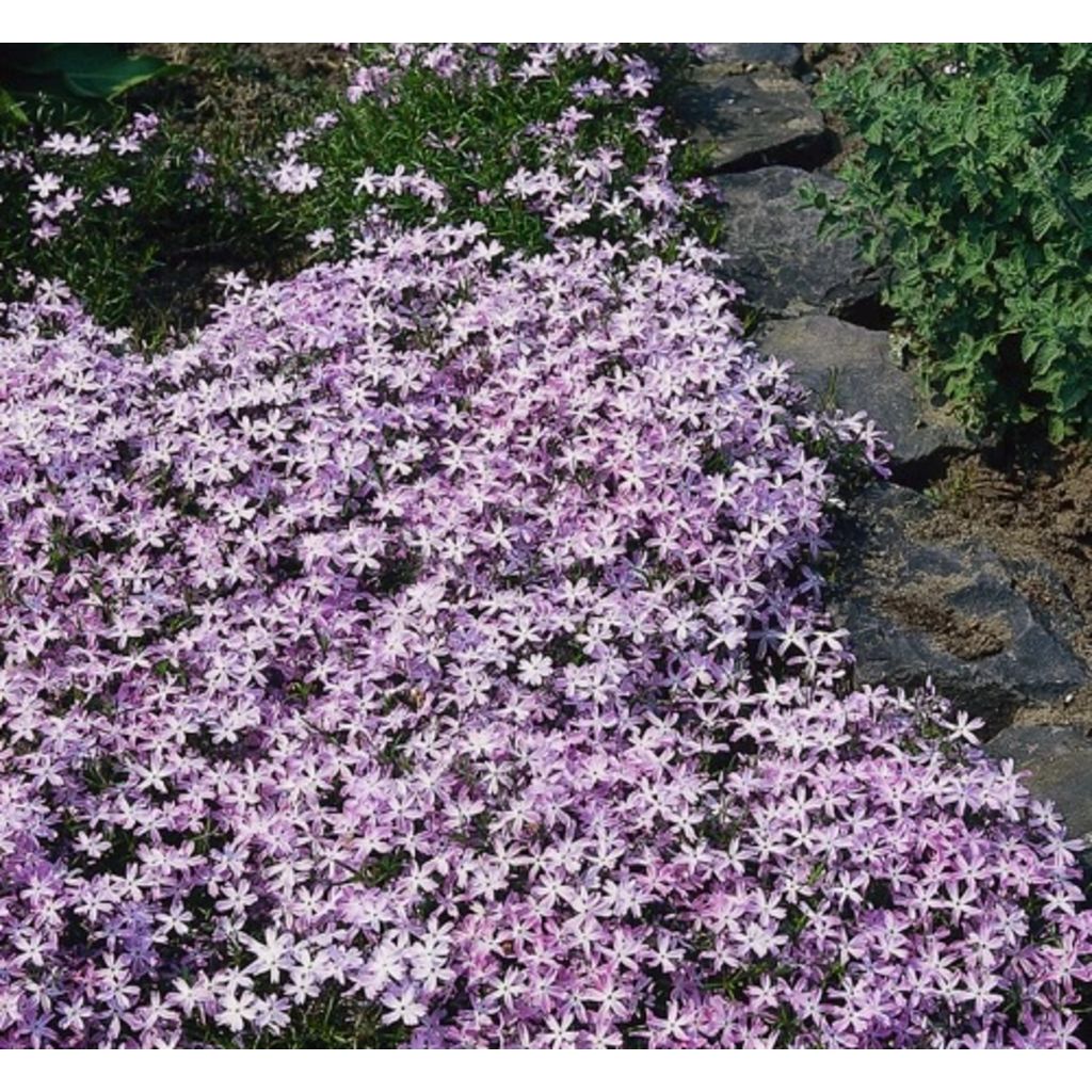 Samplant 5 stuks Phlox (S) Emerald Cushion Blue