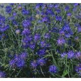 5 stuks Phyteuma scheuchzeri