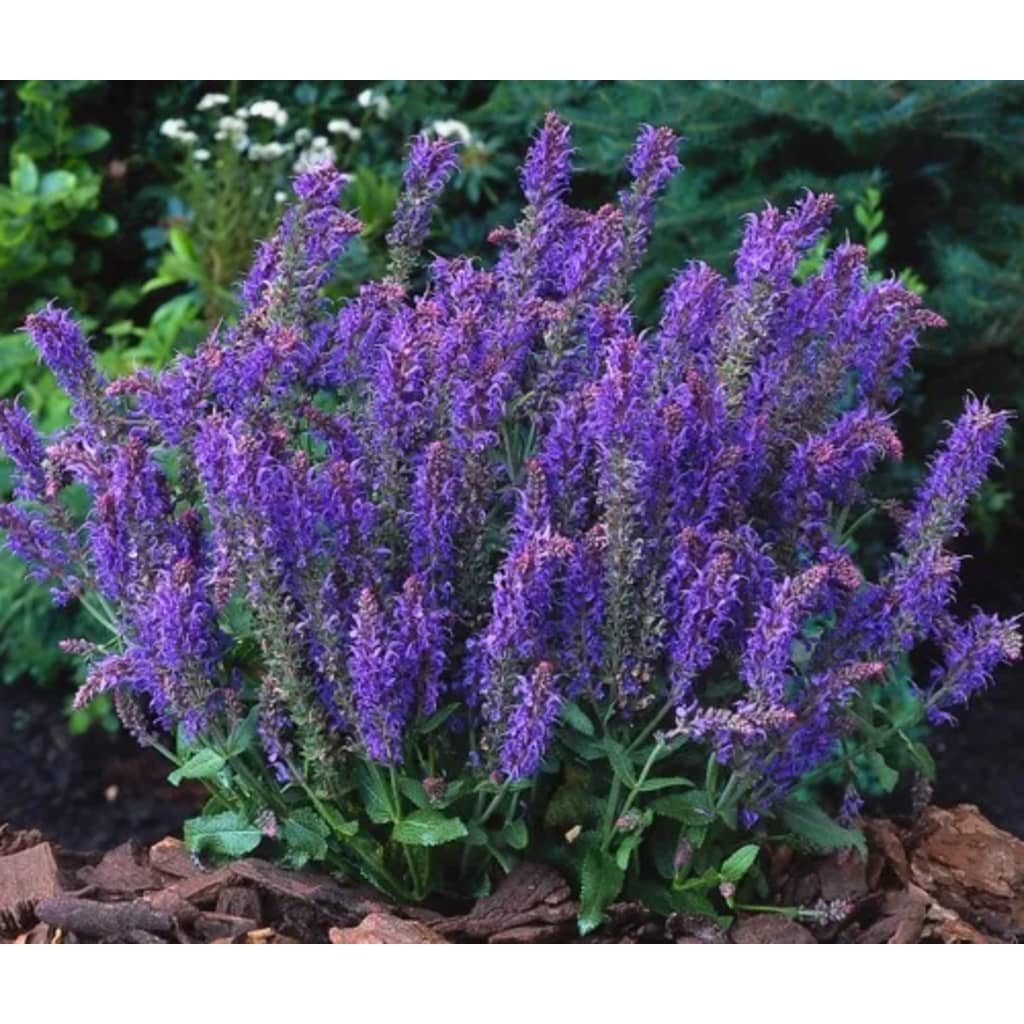 Samplant 5 stuks Salvia nemorosa Blauhugel