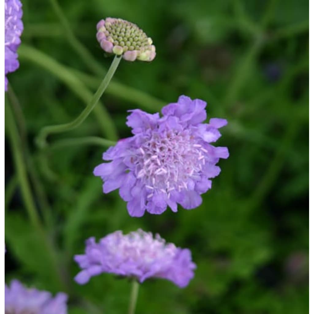 Samplant 5 stuks Scabiosa columbaria Butterfly Blue