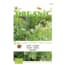 Buzzy 5 Stuks Organic Kervel Fijne Krul Bio buzzy kopen in de aanbieding