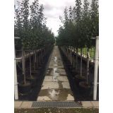Vruchtpruim Mirabelle de Nancy 250 cm Cor Huibers Boomkwekerij
