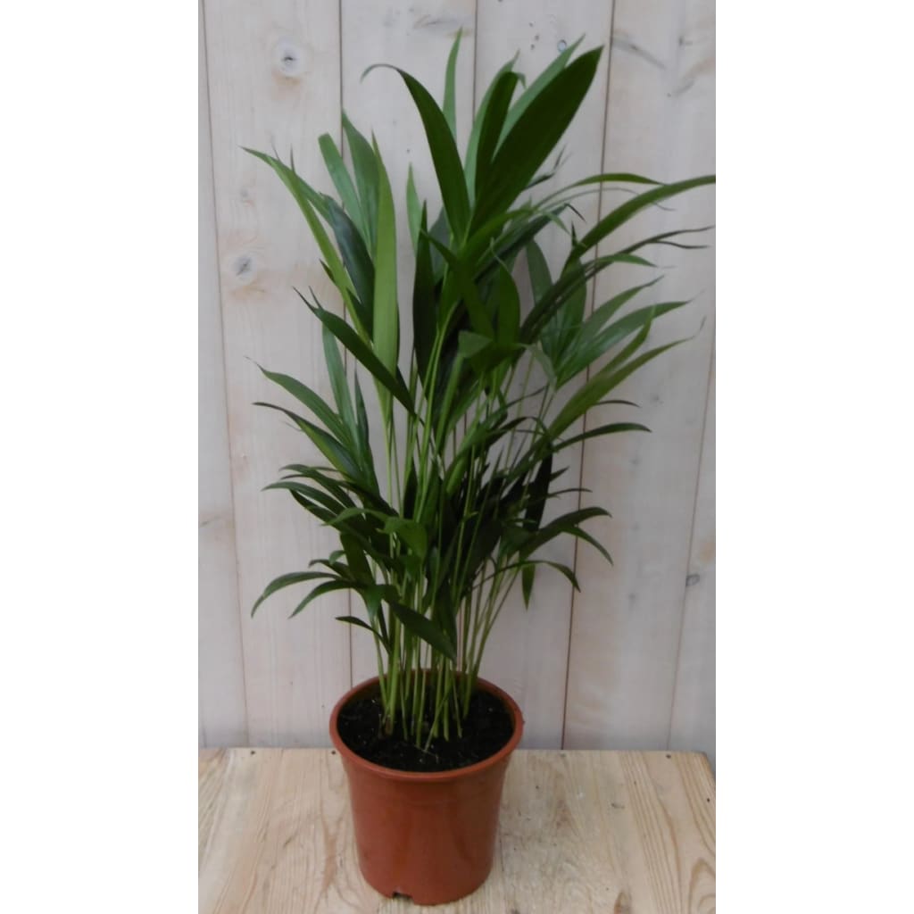 Kamerplant Goudpalm 60 cm Warentuin Natuurlijk