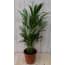 Kamerplant Goudpalm 60 huismerk kopen in de aanbieding Kamerplant Goudpalm 60 huismerk kopen in de aanbieding