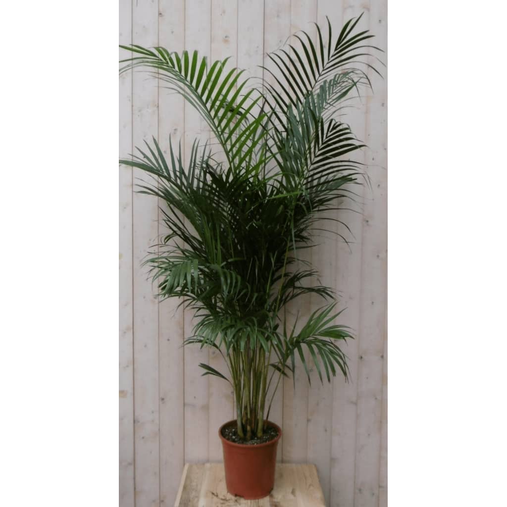 Kamerplant Arecapalm 160 cm Warentuin Natuurlijk