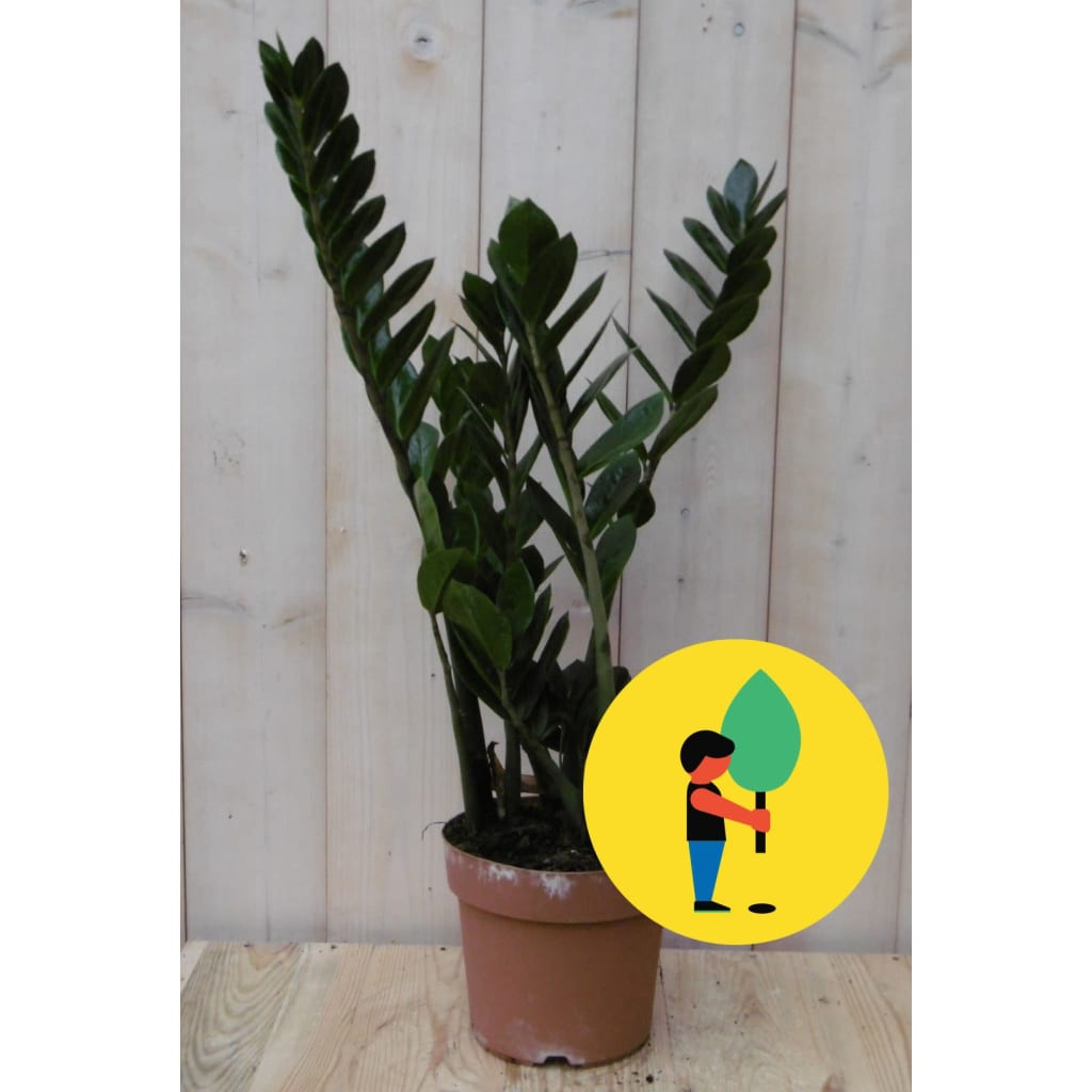 Kamerplant Zamioculcas 60 cm Warentuin Natuurlijk