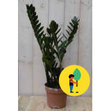 Kamerplant Zamioculcas 60 cm