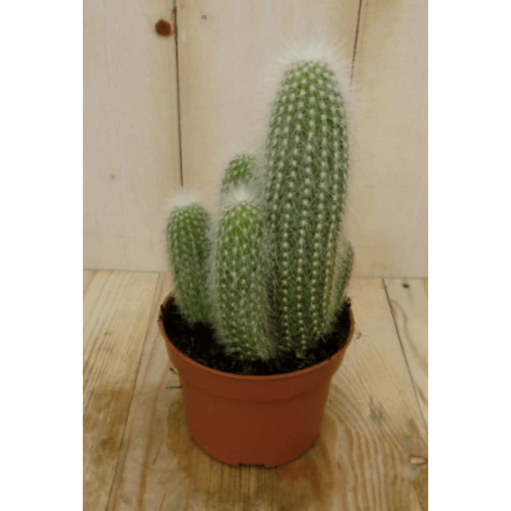 Kamerplant Stekel Cactus Warentuin Natuurlijk