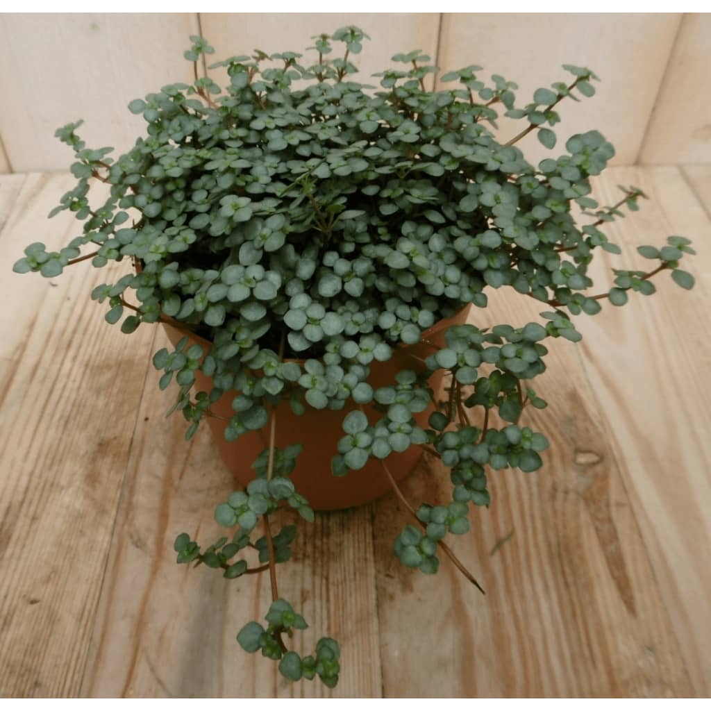 Afbeelding 2 stuks! Kamerplant Chique Pilea Glauca Eden Collection door Vidaxl.nl