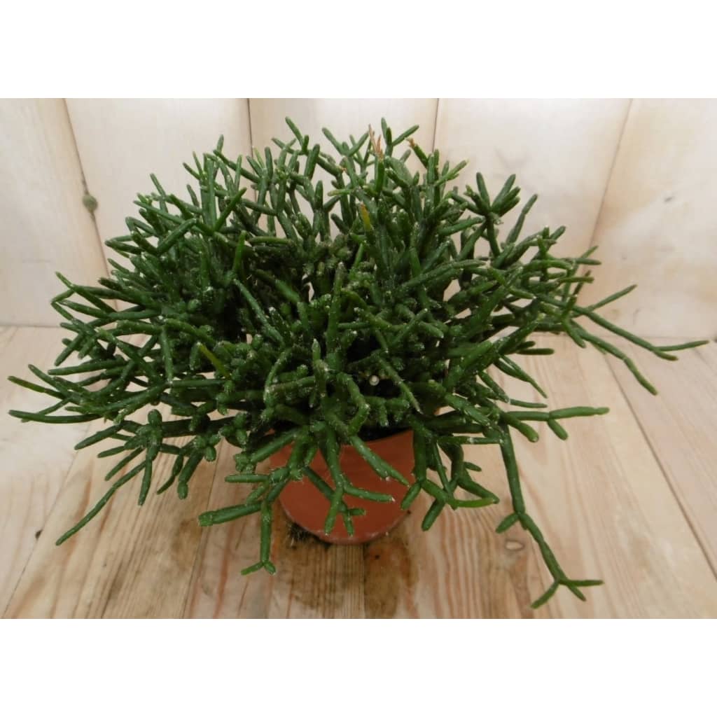 Afbeelding 2 stuks! Kamerplant Coral Nature Rhipsalis Burchellii Eden Collection door Vidaxl.nl