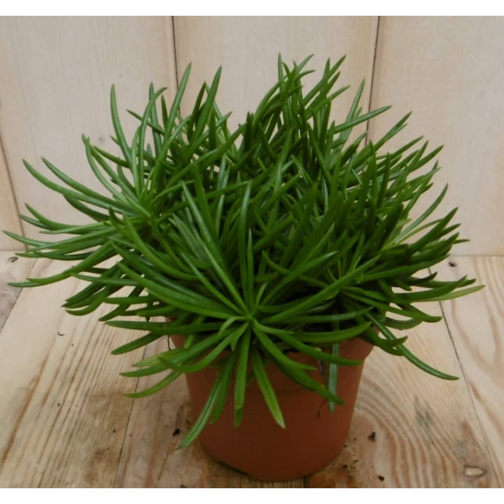 Afbeelding 2 stuks! Kamerplant Himalaya Highlands Senecio Archeri Himalaya Eden Collection door Vidaxl.nl