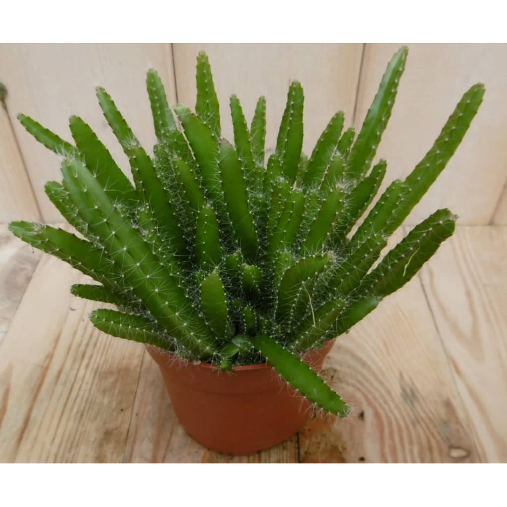 Afbeelding 2 stuks! Kamerplant Macho Milano Hylocereus Undatus Eden Collection door Vidaxl.nl