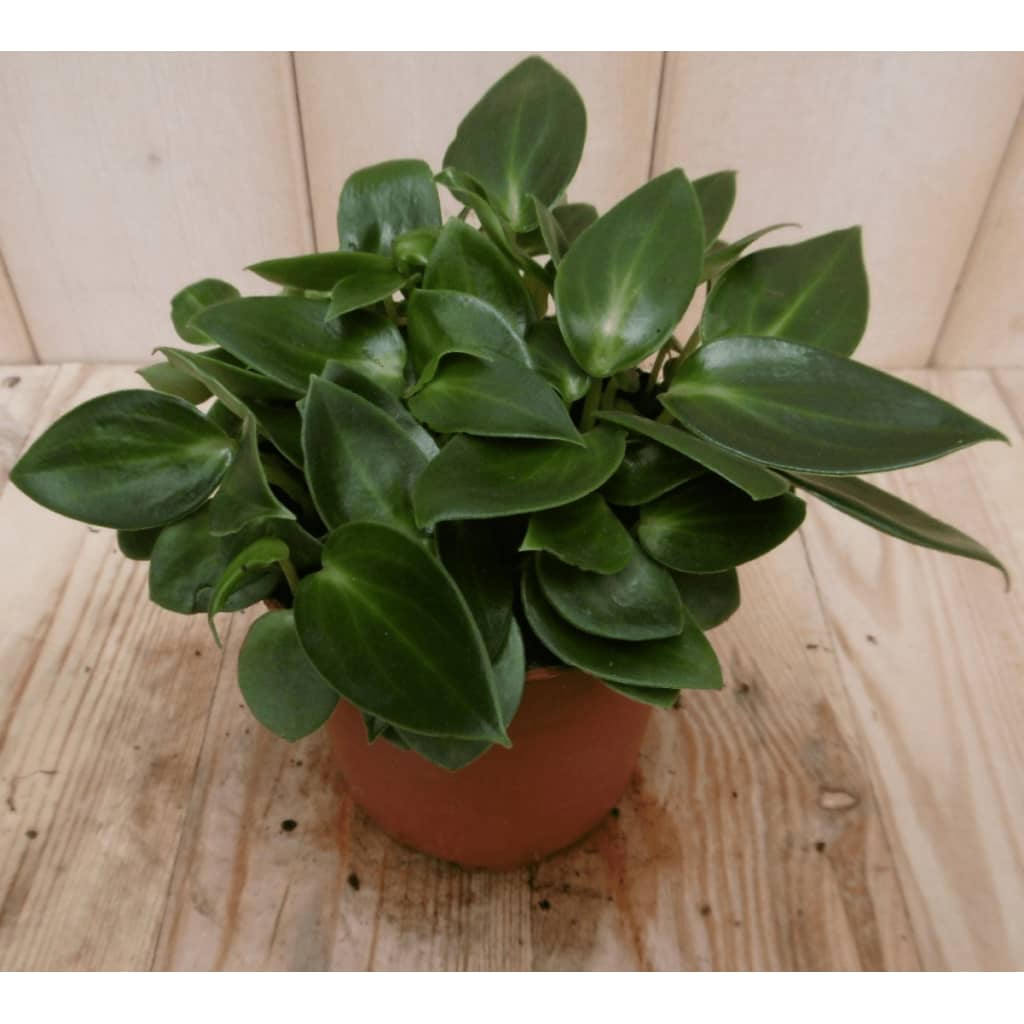 Afbeelding 2 stuks! Kamerplant Sicilie Silhouette Peperomia Smaragd Eden Collection door Vidaxl.nl