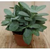 2 stuks! Kamerplant Vesuvius Flavours Senecio Cephalophorus Eden
