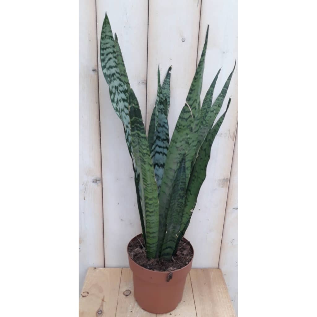 Kamerplant Vrouwentong Sansevieria donkergroen 50 cm Warentuin Natuurlijk