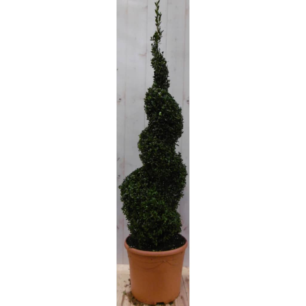 Buxus spiraal 120 cm Warentuin Natuurlijk