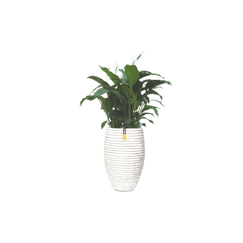 Lepelplant Spathiphyllum 90 cm in Vaas Elegant deluxe Row II 56x84 Capi 2 planten Warentuin Natuurlijk