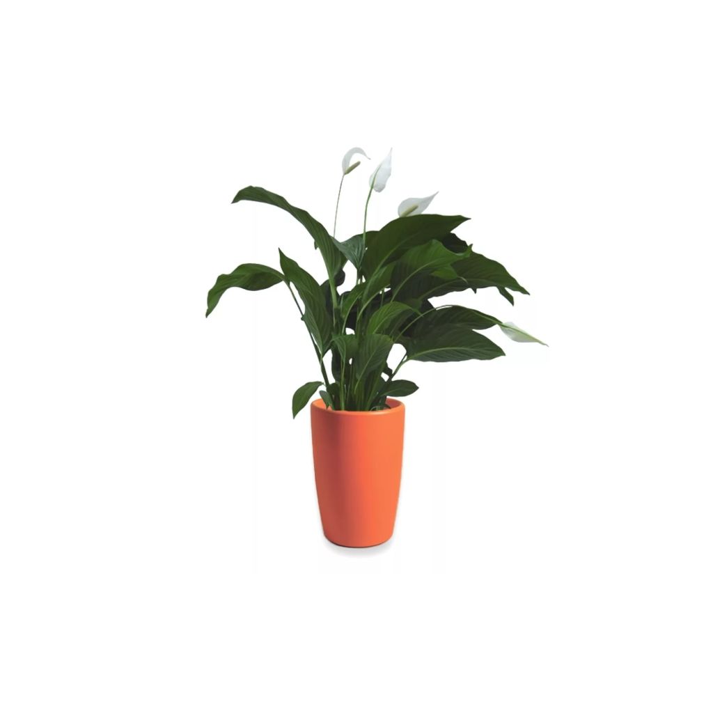 Lepelplant Spathiphyllum 90 cm in Essence vaas Orange D45 H66.5 cm 3 planten Warentuin Natuurlijk