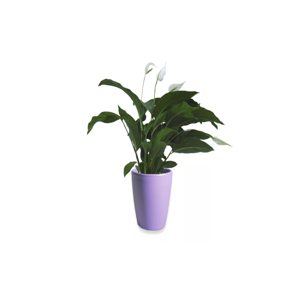 Lepelplant Spathiphyllum 90 cm in Essence vaas lila 45 x 66,5 cm Mcollections 3 planten Warentuin Natuurlijk