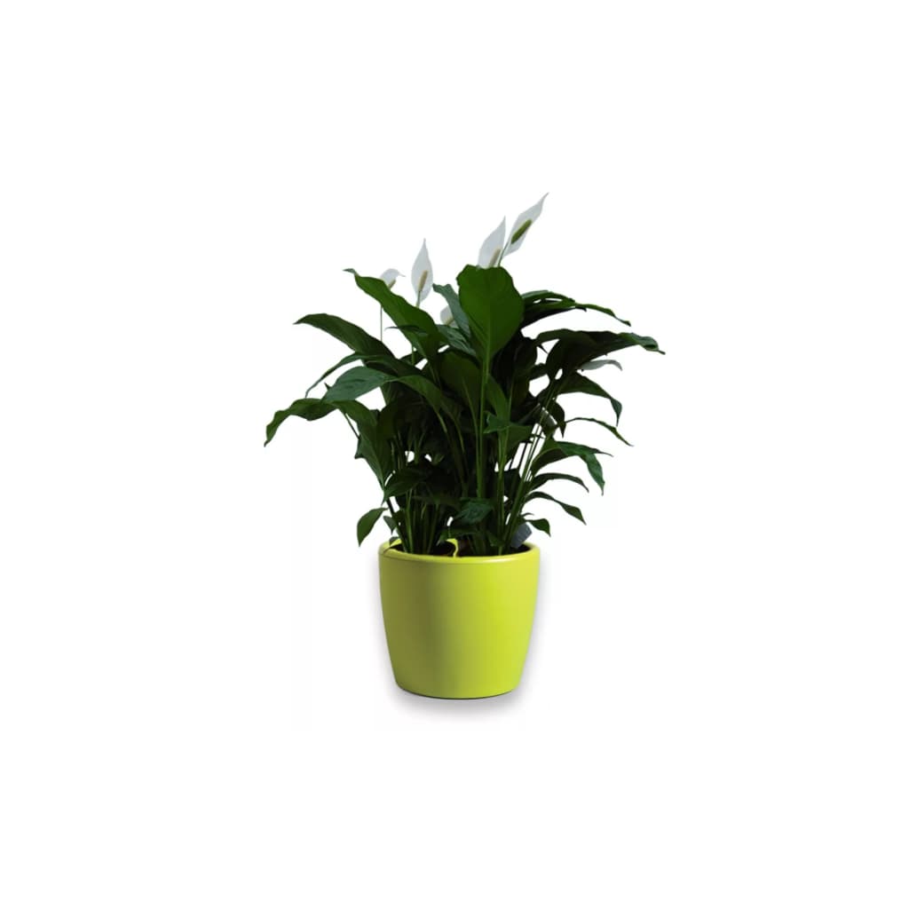 Lepelplant Spathiphyllum 40 cm in Essence Boule pot Lime Green D45 H39.5 cm 3 planten Warentuin Natuurlijk