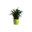 Lepelplant Spathiphyllum 40 Cm In Essence Boule Pot Lime Green D45 huismerk kopen in de aanbieding Lepelplant Spathiphyllum 40 Cm In Essence Boule Pot Lime Green D45 huismerk kopen in de aanbieding