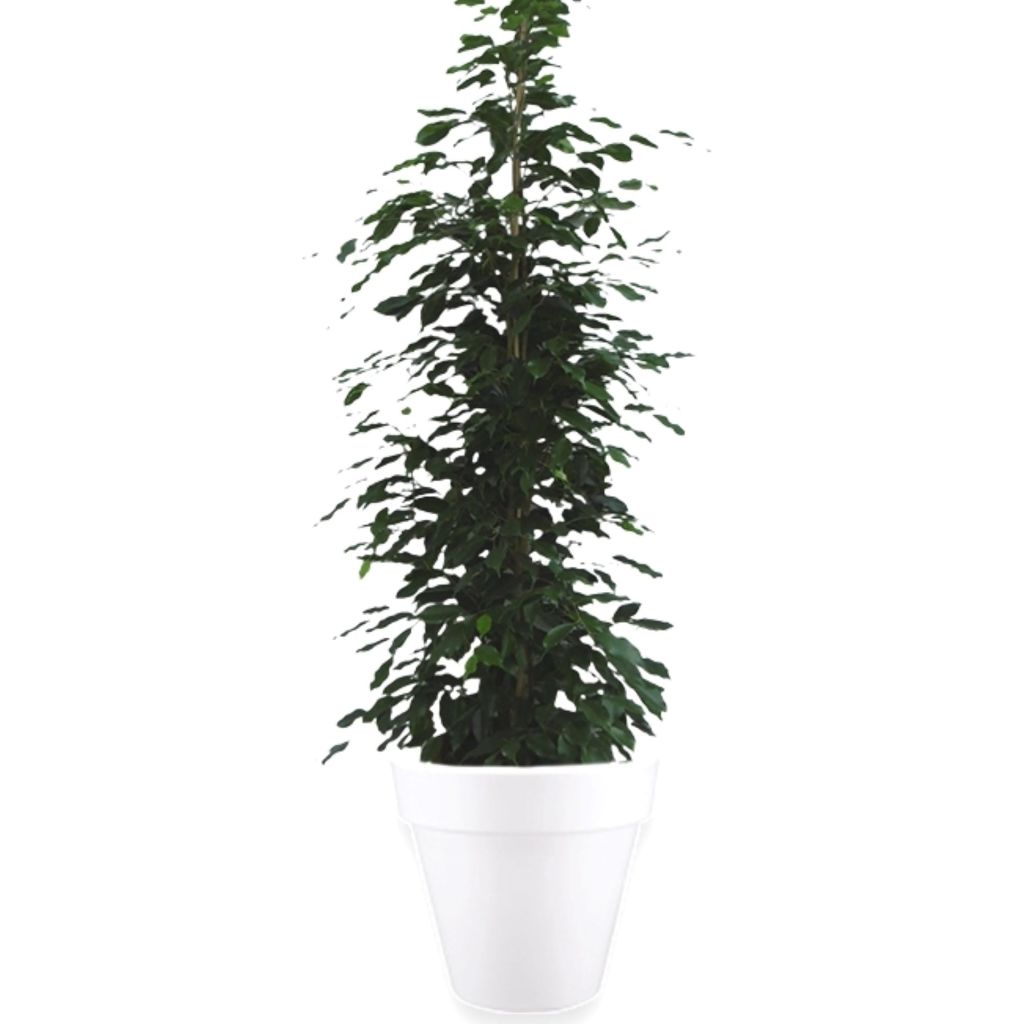 Kamerplant groot Ficus Benjamina Danita 120 cm in pot Pure Round 60 wit Elho Warentuin Natuurlijk