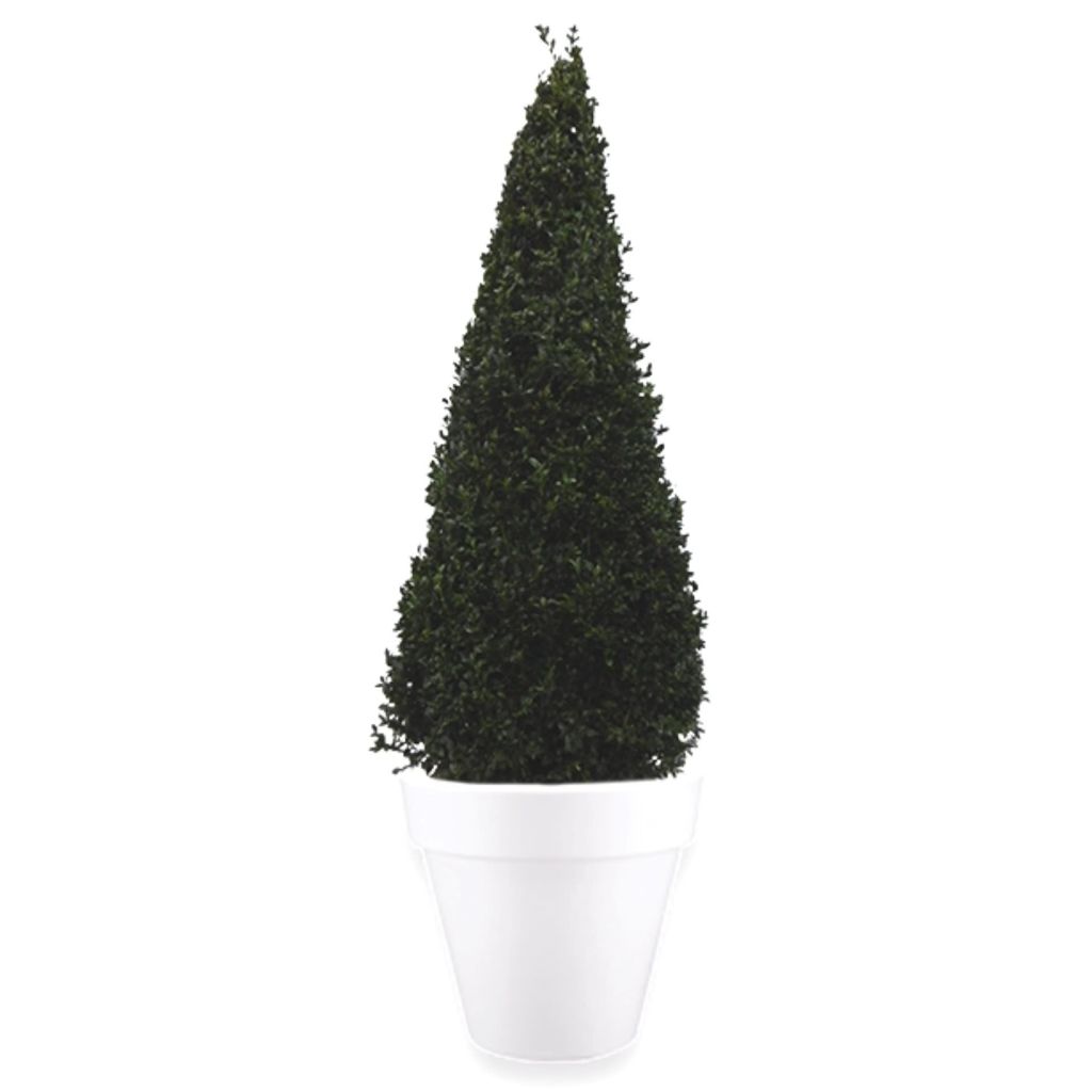 Buxus Piramide 120 cm in pot Pure Round 60 wit Elho Warentuin Natuurlijk